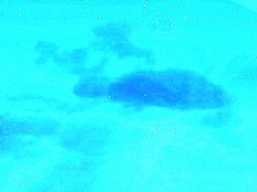 Bengarachou Hakubutsushi